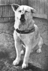هاتشيكو - الكلب الاكثر وفاءاً في العالم